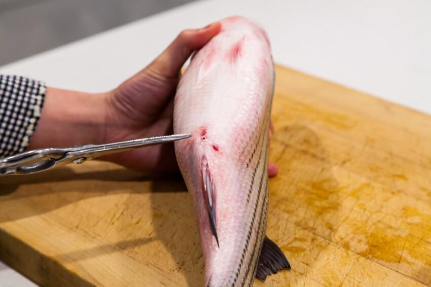 How operate Chinese fish meat remover? Easy steps for beginners guide!