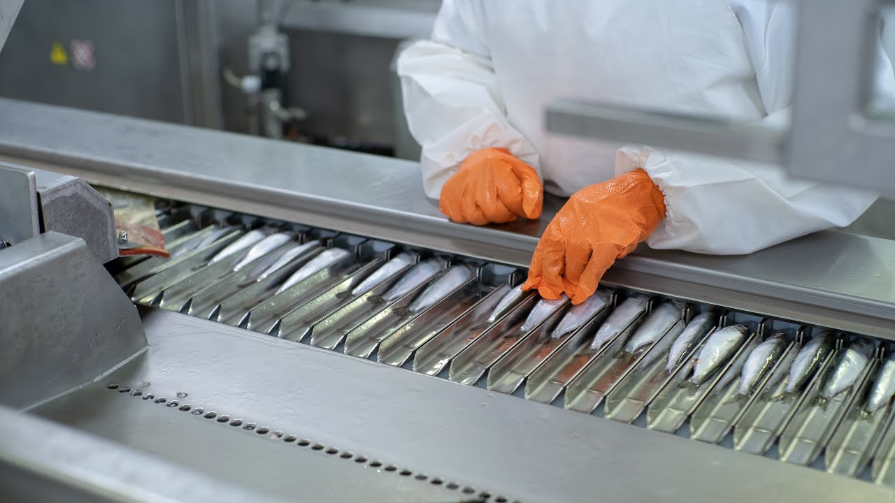 How to Use Mackerel Stinger Removal Machine Easy Fish Processing Steps